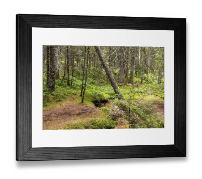 Framed Print : Dark moorland forest with reflections in the dark water