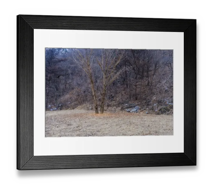Framed Print : Pair of large barren leafless trees in a field at edge of forest on hill with large granite boulder visible Framed Print : Pair of large barren leafless trees in a field at edge of forest on hill with large granite boulder visible