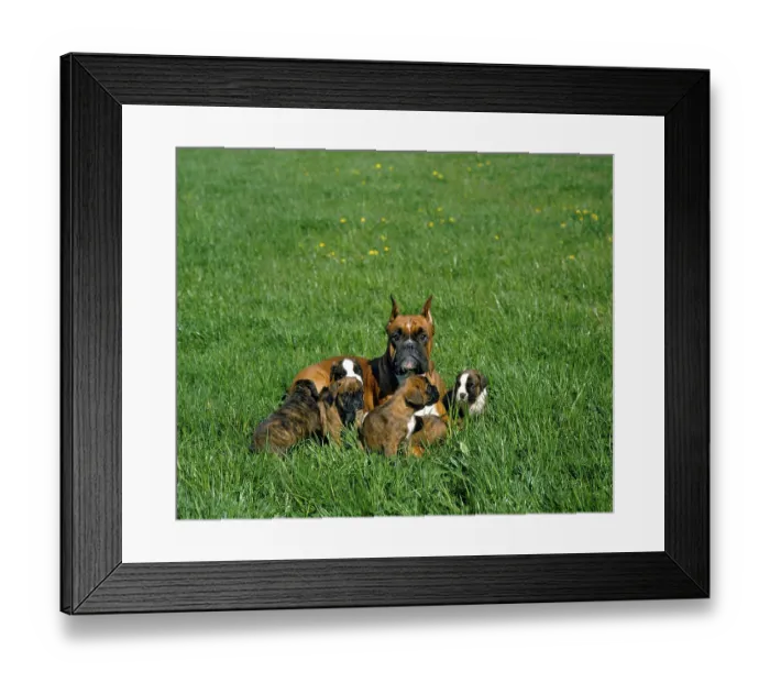 Framed Print : Boxer Dog, Mother and Puppies laying on Grass (Old Standard Breed with Cut Ears)