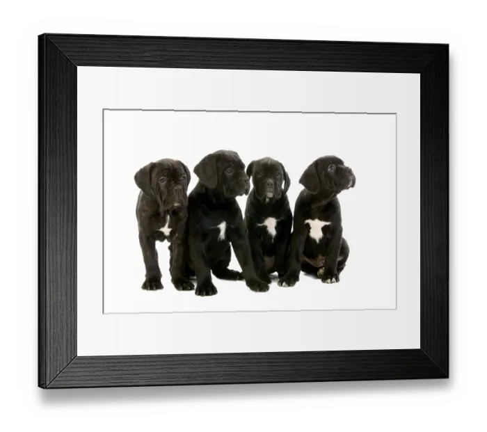 Framed Print : CANE CORSO, A DOG BREED FROM ITALY