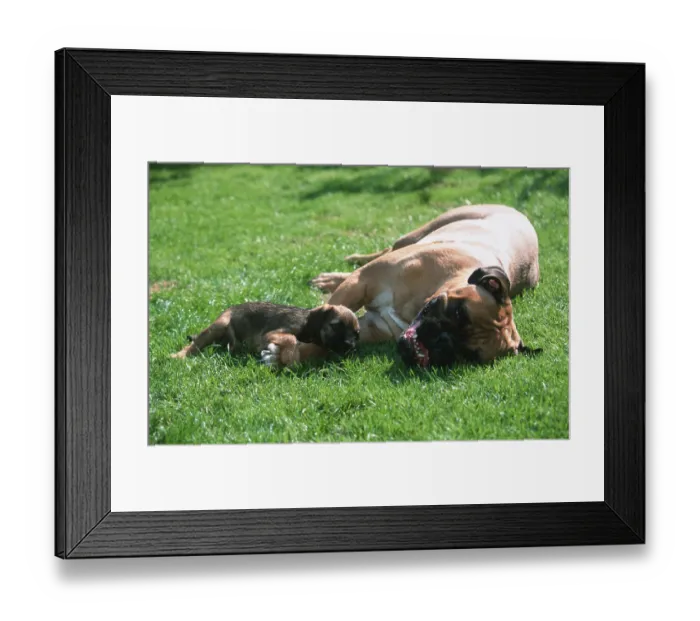 Framed Print : Bullmastiff and Border Terrier puppy Framed Print : Bullmastiff and Border Terrier puppy
