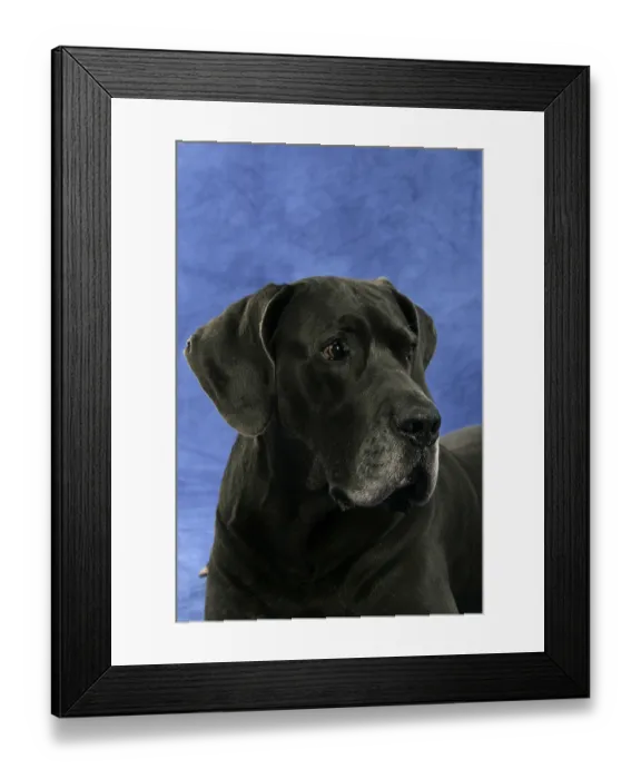 Framed Print : Great Dane, 10 years old Framed Print : Great Dane, 10 years old