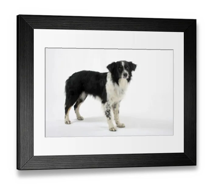 Framed Print : Australischer Hirte Framed Print : Australischer Hirte