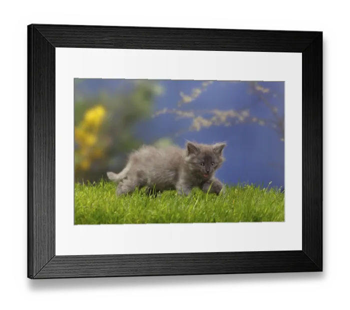 Framed Print : Siberian Forest Cat, kitten, 7 weeks Framed Print : Siberian Forest Cat, kitten, 7 weeks