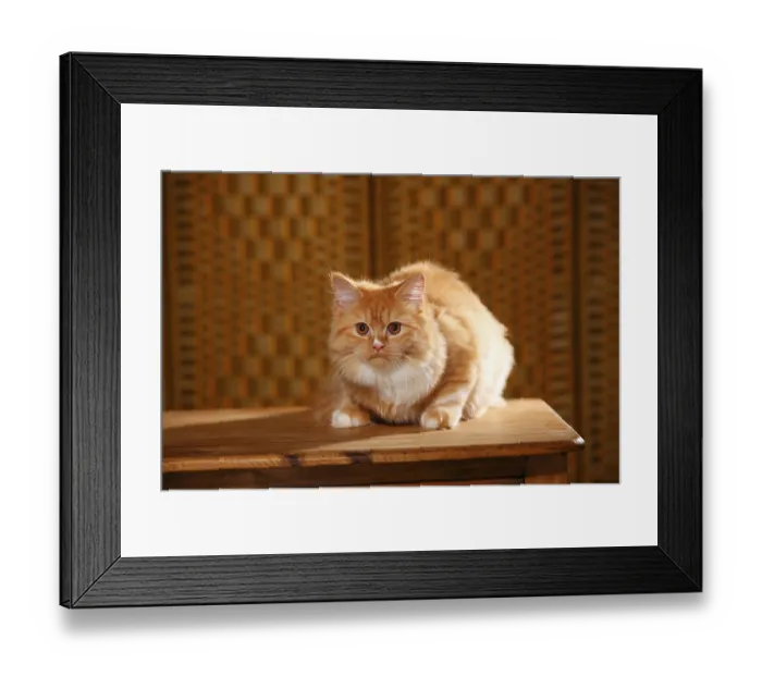 Framed Print : British Longhair, red-white, 5 months