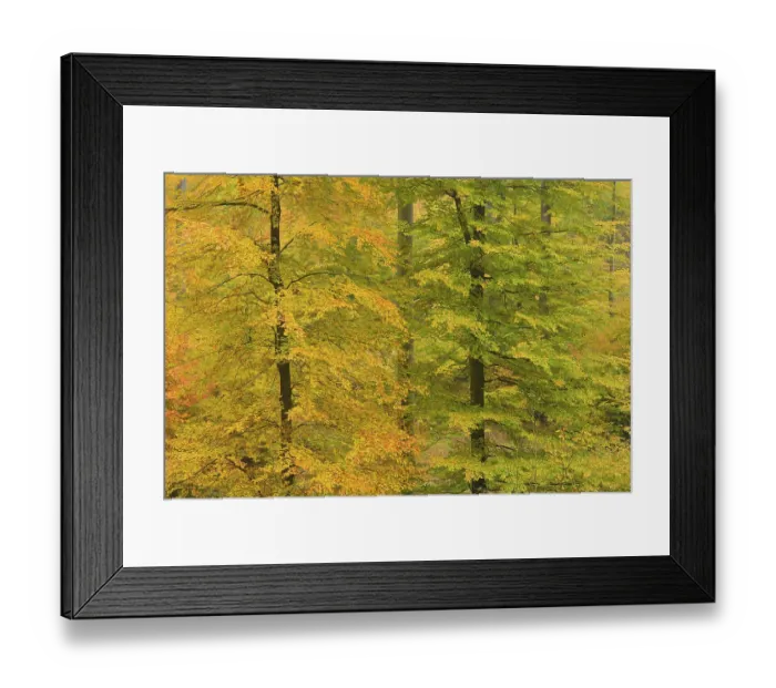 Framed Print : Deciduous forest in autumn, Spessart