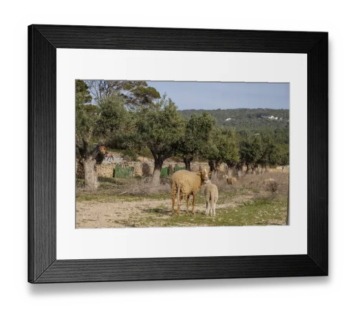 Framed Print : Sheep in an olive grove, Formentera