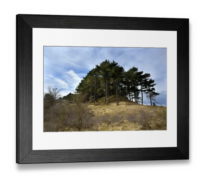 Framed Print : Old coniferous forest on hill via wide angle Framed Print : Old coniferous forest on hill via wide angle