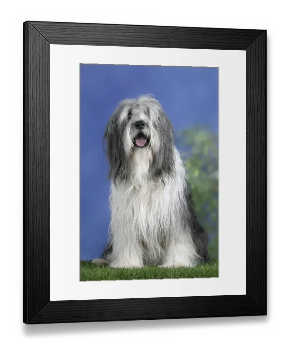 Framed Print : Polski Owczarek Nizinny, PON, Polish Lowland Hat Dog