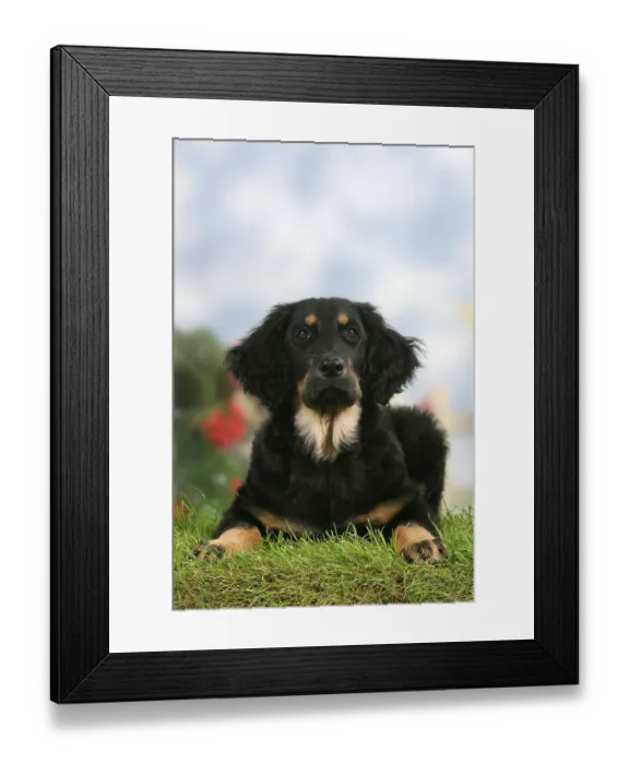 Framed Print : Hovawart, black-marks, puppy, 4 months
