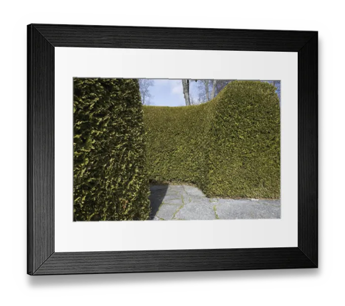 Framed Print : Leyland Cypress (Cupressus x leylandii) clipped hedge in park Framed Print : Leyland Cypress (Cupressus x leylandii) clipped hedge in park