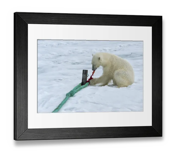 Framed Print : Polar bear (Ursus maritimus) inspects rope and chews on mast of expedition ship