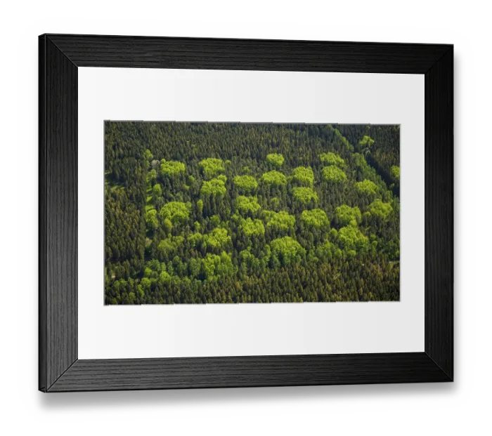 Framed Print : Mixed forest in spring, Hurtgenwald Framed Print : Mixed forest in spring, Hurtgenwald