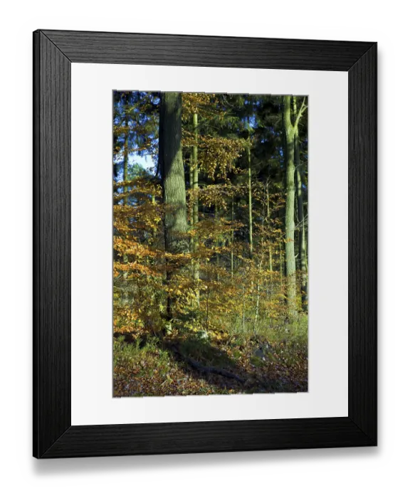 Framed Print : Beech forest in autumn Framed Print : Beech forest in autumn