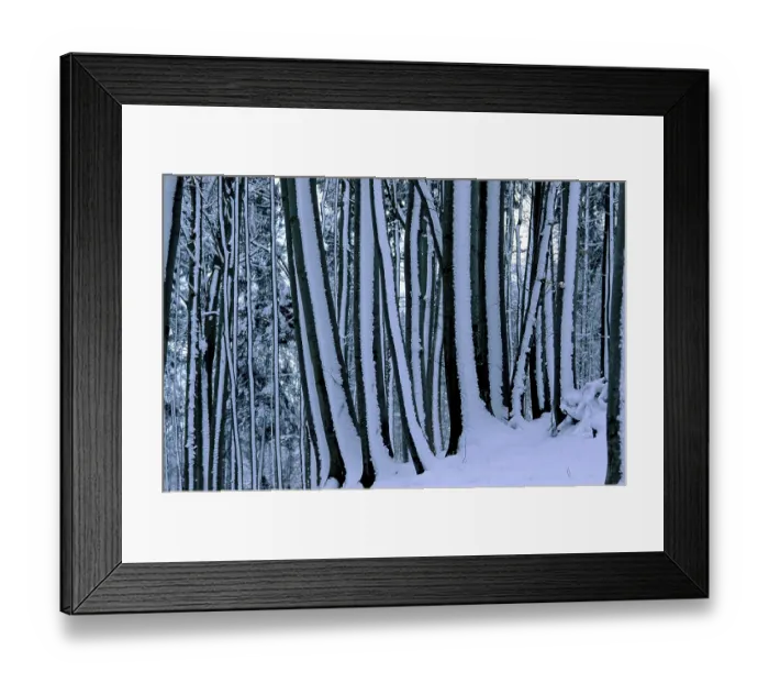 Framed Print : Winter forest Framed Print : Winter forest