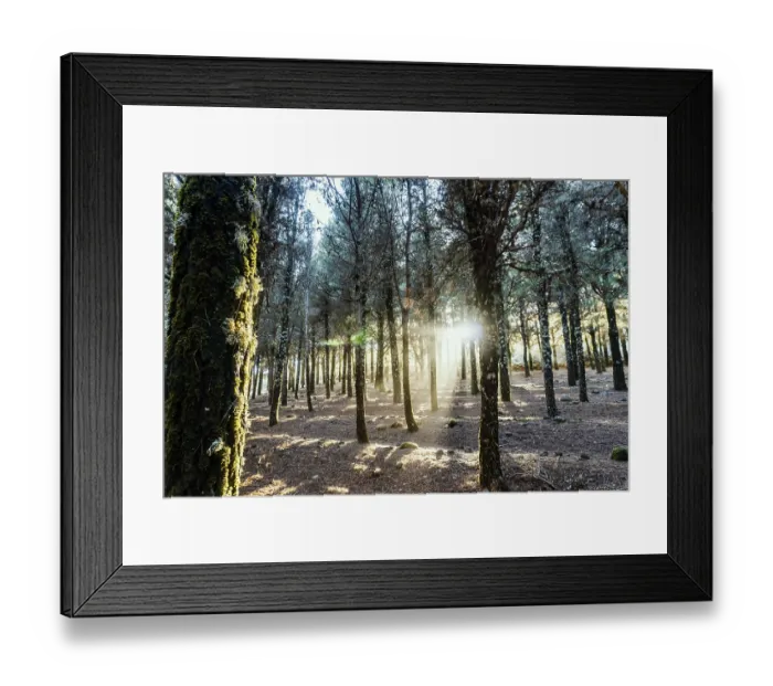 Framed Print : Beautiful sun rays lightening trees covered with moss in the foggy forest