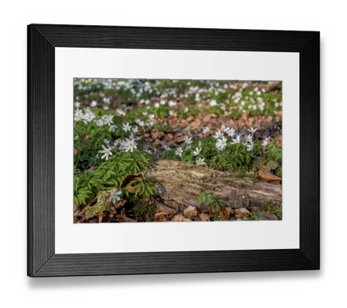 Framed Print : Forest floor with wood anemone