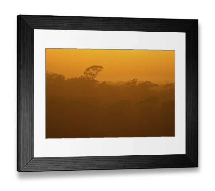 Framed Print : Eucalyptus forest in the evening light Framed Print : Eucalyptus forest in the evening light