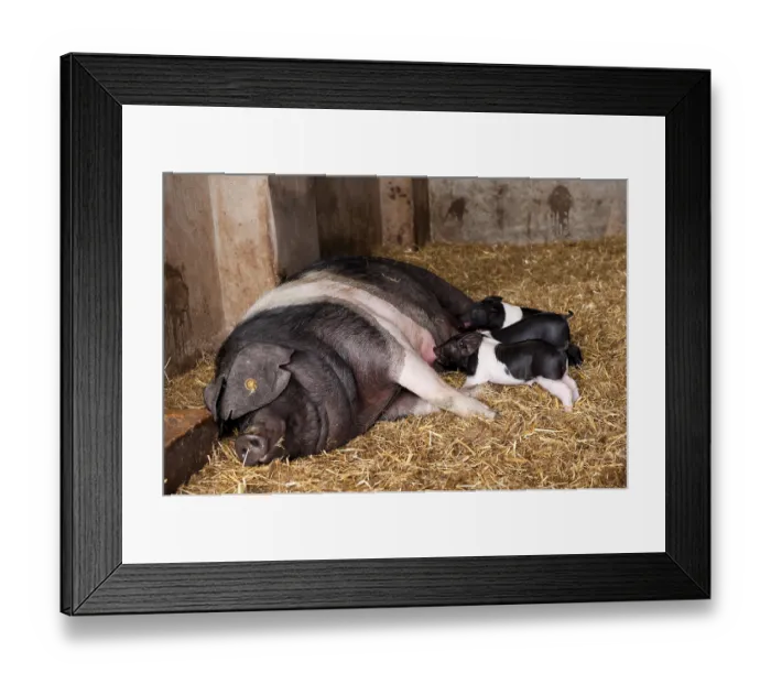 Framed Print : Domestic pig, British Saddleback