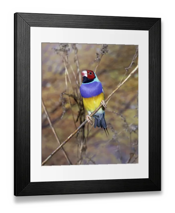 Framed Print : GOULDIAN FINCH chloebia gouldiae