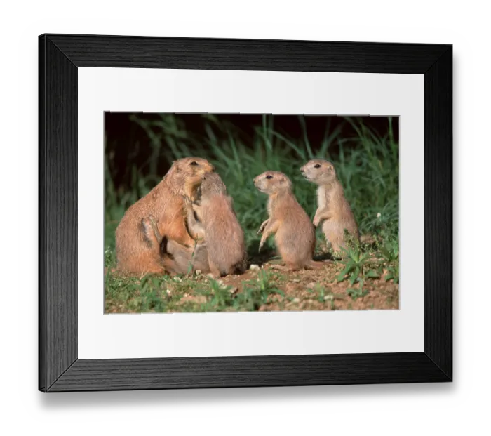 Framed Print : Black-tailed prairie dogs (Cynomys ludovicianus)