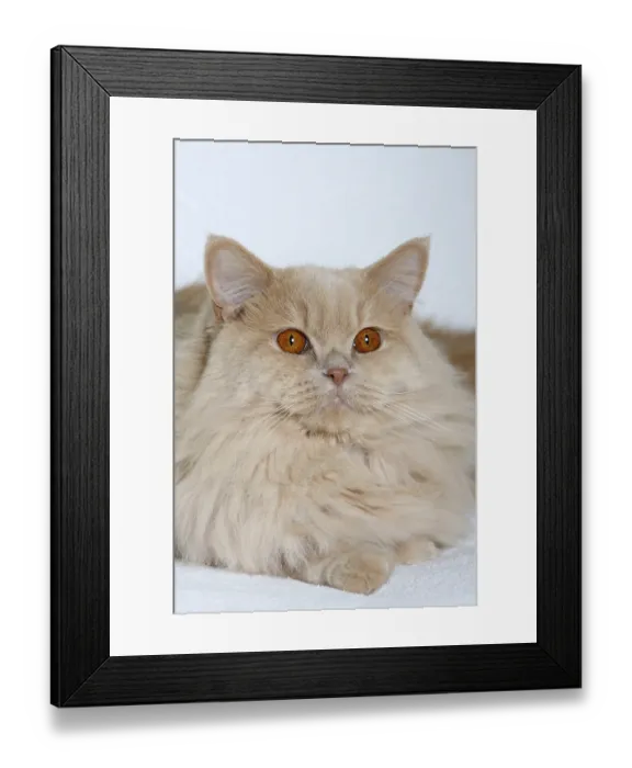 Framed Print : British longhair cat, male, cream