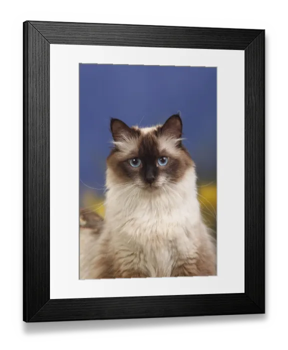 Framed Print : Neva Masquarade, seal-point, Siberian Forest Cat