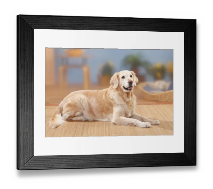Framed Print : Golden Retriever, 12 years old Framed Print : Golden Retriever, 12 years old