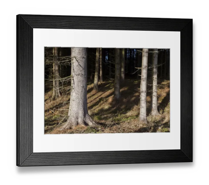 Framed Print : Forest