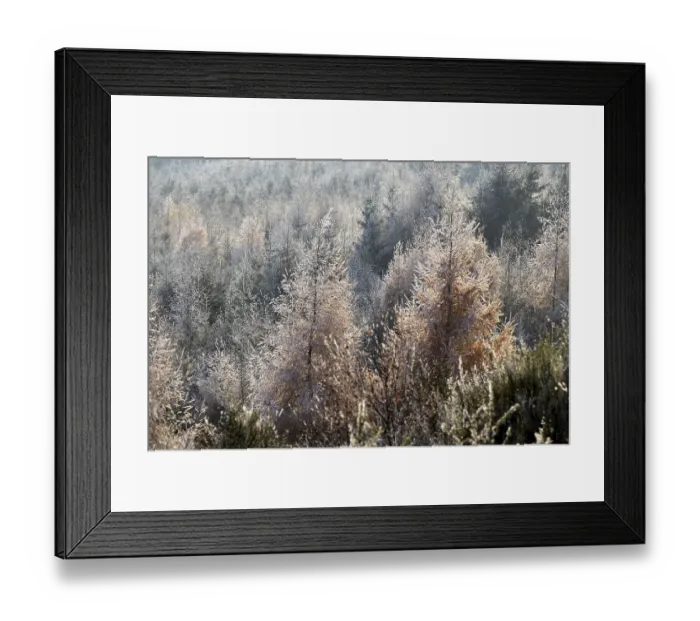 Framed Print : Mature mixed forest with larches and beeches in the Hunsruck-Hochwald National Park in winter