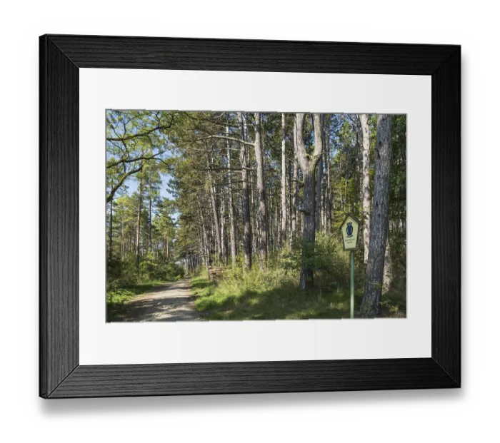 Framed Print : Pine forest (Pinus sylvestris) Framed Print : Pine forest (Pinus sylvestris)