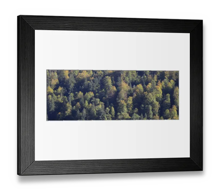 Framed Print : Golden tree tops in a mixed forest