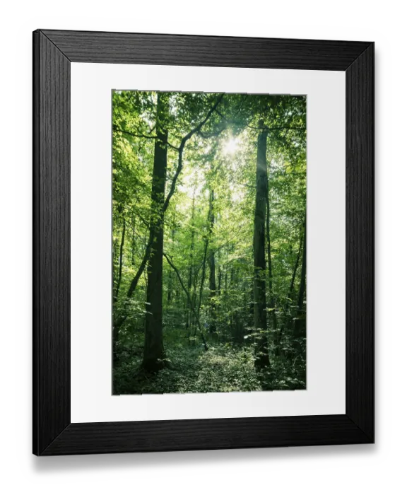 Framed Print : Bottom view of impressive spruce trees in the forest