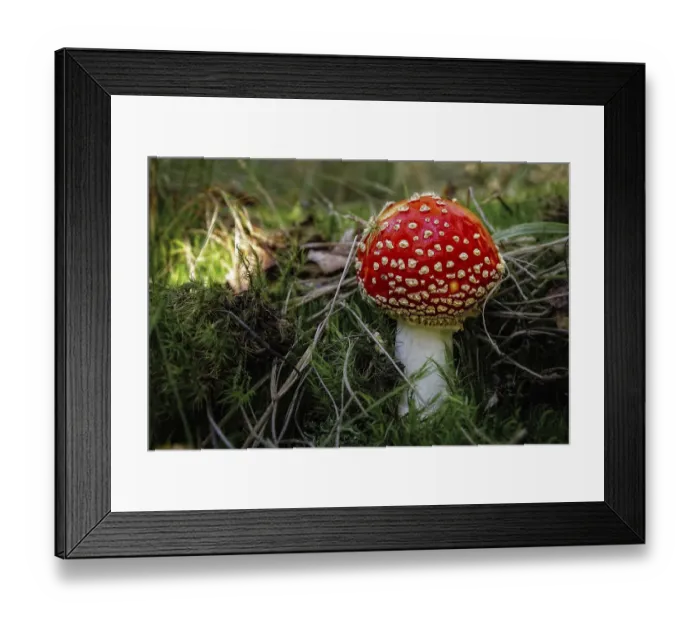 Framed Print : Toadstool