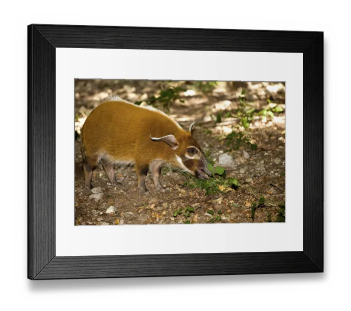 Framed Print : RED RIVER HOG (potamochoerus porcus) OR BUSH PIG