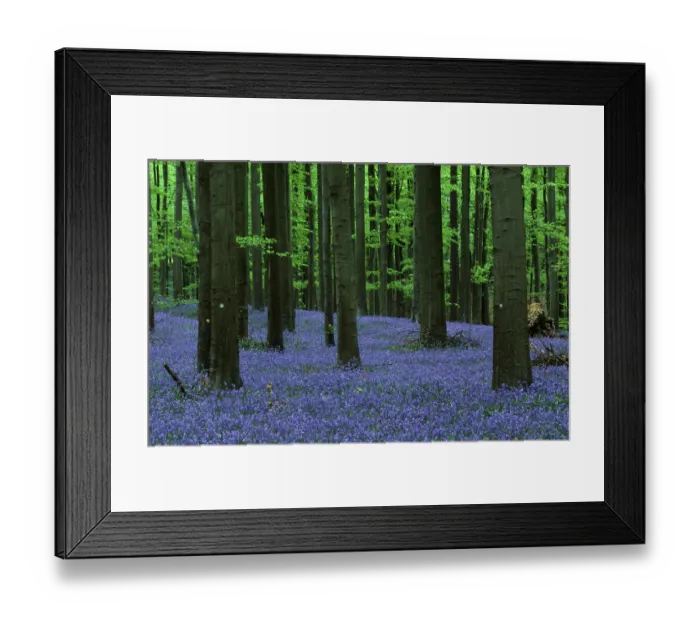 Framed Print : (Endymion nonscriptus) (Scilla non-scripta) Framed Print : (Endymion nonscriptus) (Scilla non-scripta)