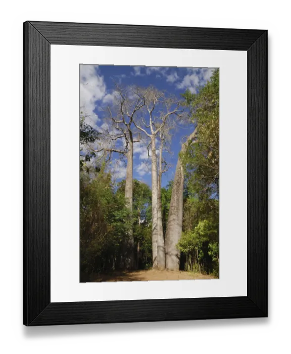Framed Print : Giant Madagascar Baobab (Adansonia madagascariensis) habit