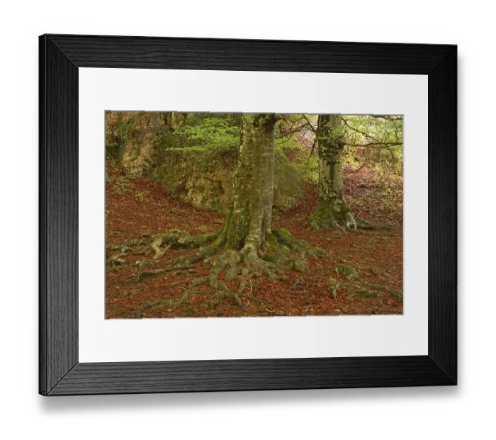 Framed Print : Beech trees, Urbasa-Andia Natural Park Framed Print : Beech trees, Urbasa-Andia Natural Park
