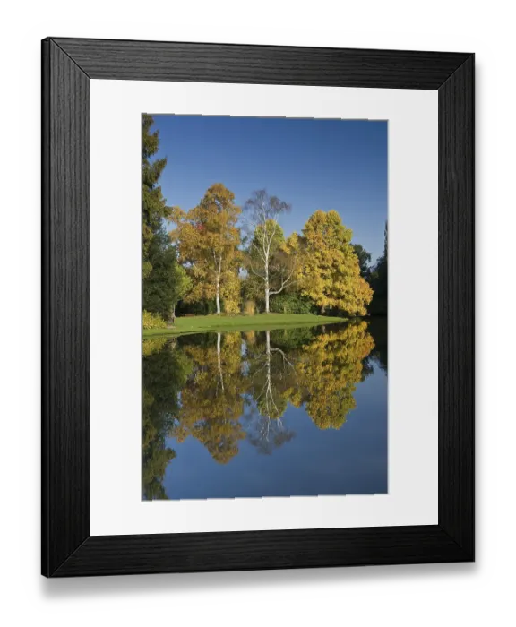 Framed Print : Autumnal trees, reflected in water