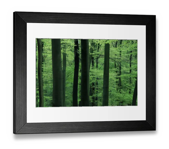 Framed Print : Deciduous forest in spring (Europe) (detail) (green) (landscape) (horizontal)