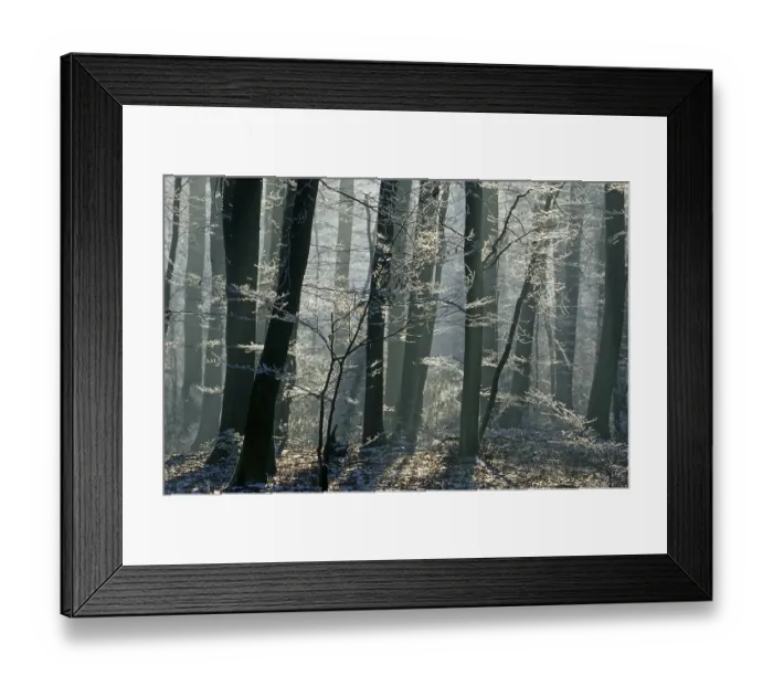 Framed Print : Beech forest with rime Fragus sylvatica Framed Print : Beech forest with rime Fragus sylvatica