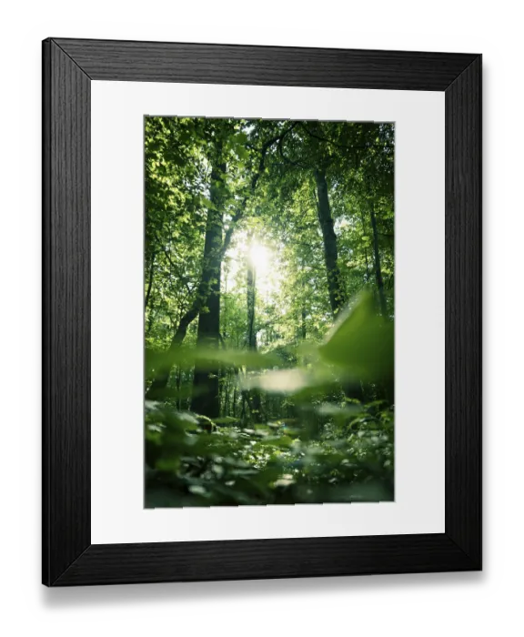 Framed Print : Bottom view of impressive spruce trees in the forest