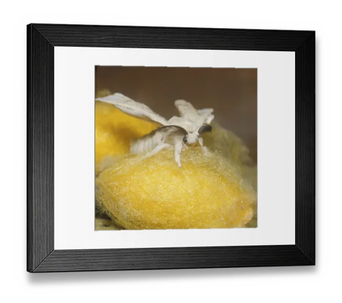 Framed Print : Bombix mori, Silk Moth, domesticated silkmoth (Bombyx mori) Framed Print : Bombix mori, Silk Moth, domesticated silkmoth (Bombyx mori)