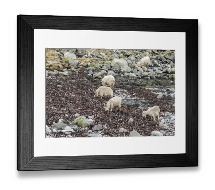 Framed Print : Wild white goats feeding on seaweed on the stony beach Isle of Jura Framed Print : Wild white goats feeding on seaweed on the stony beach Isle of Jura