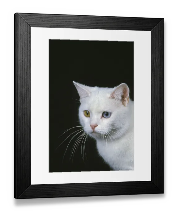 Framed Print : Manx domestic cat, tailless breed
