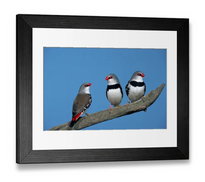 Framed Print : Diamond firetail (Stagonopleura guttata) Framed Print : Diamond firetail (Stagonopleura guttata)
