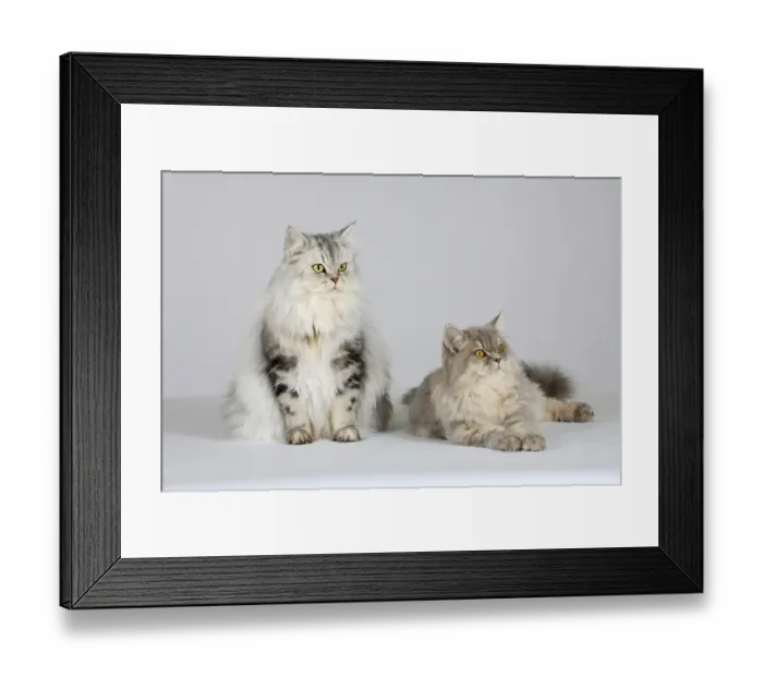 Framed Print : British longhair cats, blue-cream-silver-tabby-mackerel and black-silver-tabby-classic
