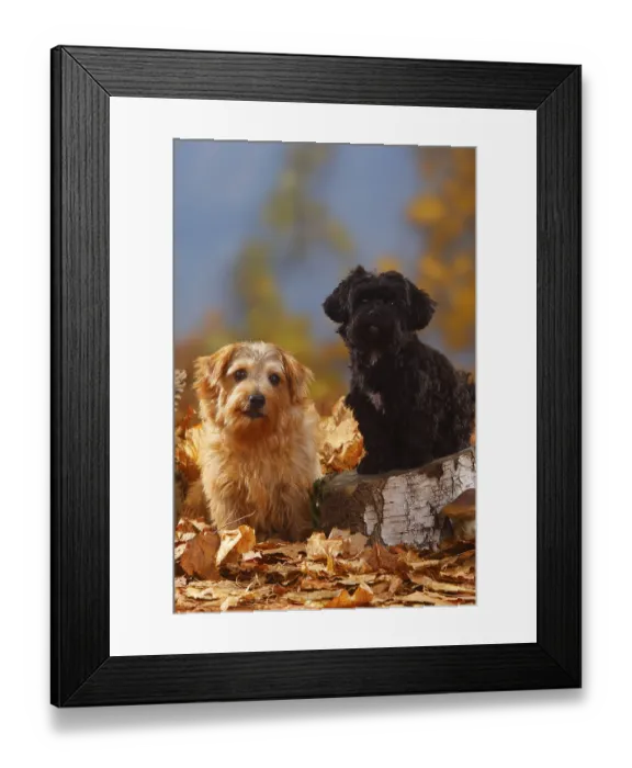 Framed Print : Bolonka Zwetna and Norfolk Terrier