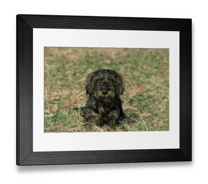 Framed Print : Wire-haired dachshund, Rauhhaardackel