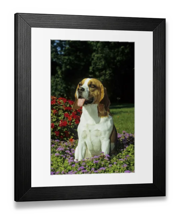 Framed Print : Beagle, FCI, Standard No. 161